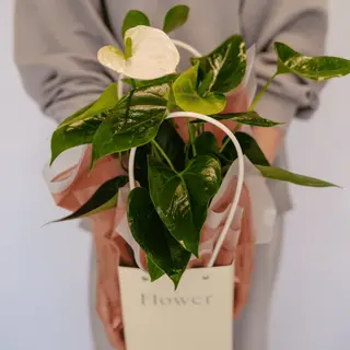 Anthurium alb la ghiveci