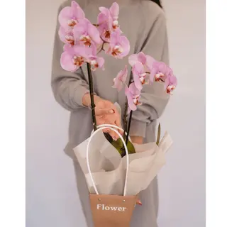 Orhidee mov cu două tije