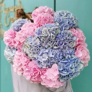 Buchet de flori Hortensia Premium