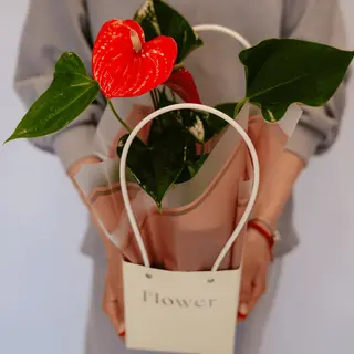 Anthurium roșu la ghiveci