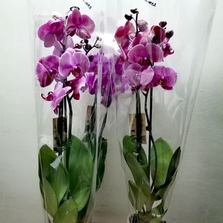 Saksijska orhideja sa 2 grane