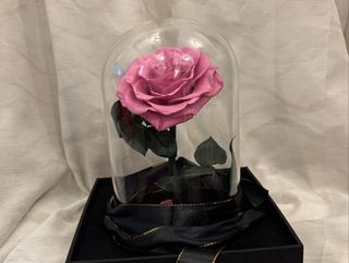 Stakleno zvono sa 'velvet pink' FOREVER XXL ružom