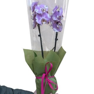 Svetlo roze orhideja