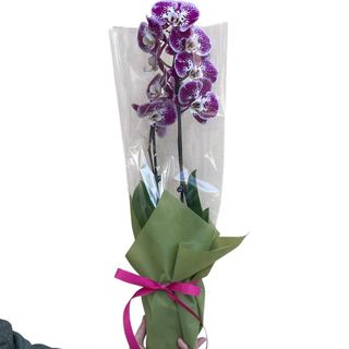 Purpurna orhideja sa tufnicama