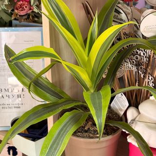 Dracena
