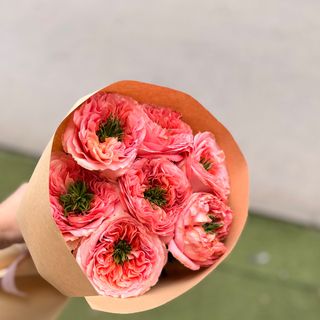 Garden ruze u natron pakovanju