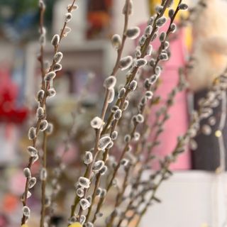 Uskrsnje mace (grane vrba)