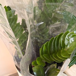 Zamia