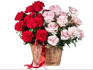 Basket of roses