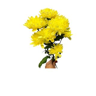 Margareta-žute boje