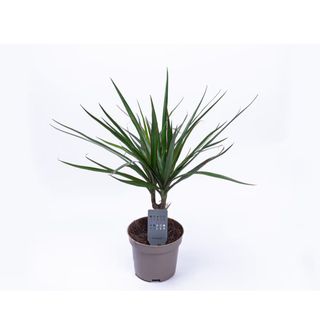 Dracena
