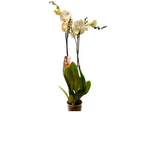 Orhideja sa dve grane-Bela