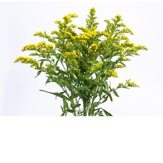 Solidago