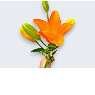 Ljiljan-Narandžaste boje