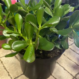 Krasula 3-drvo novca