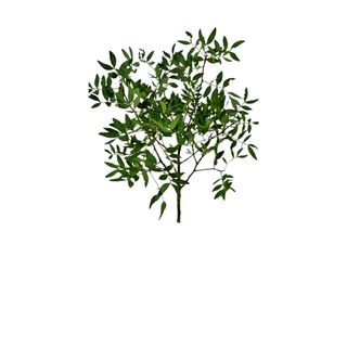 Grana zelenila-Pistać