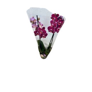 Orhideja sa dve grane