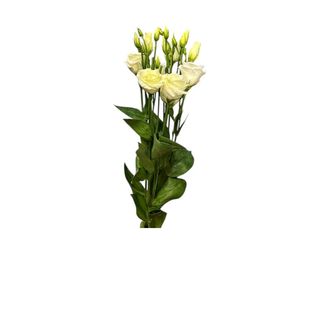 Lizijantus-Bele boje