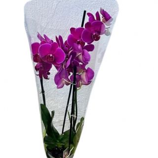 Orhideja2-sa dve grane