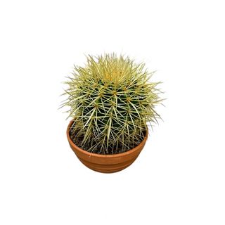 Kaktus