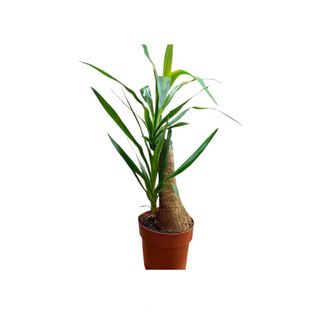Yucca2