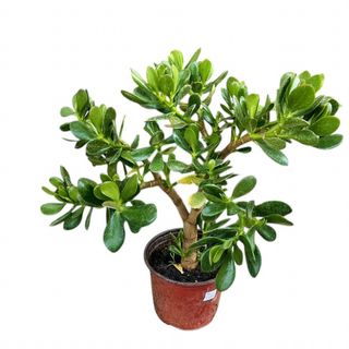 Krasula 2-drvo novca