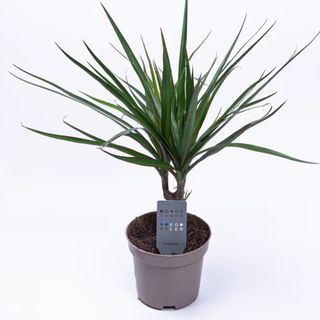Dracena