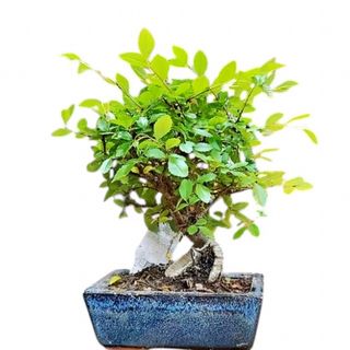 Bonsai