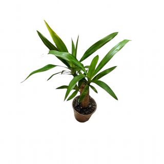 Yucca1