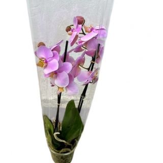 Orhideja 1-sa dve grane