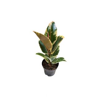 Ficus 3