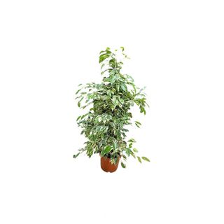 Ficus 90cm