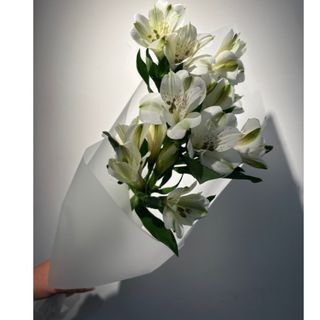 Alstromeria