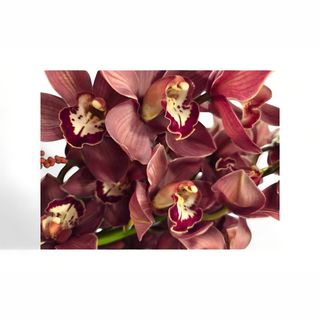 Cymbidium orhideja grana