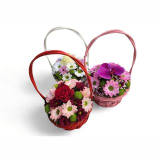 Cvetna korpica M