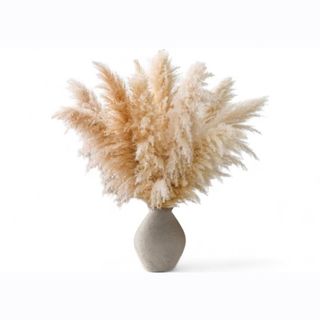 Kortaderia - Pampas trava