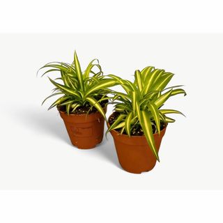 Hlorofitum - Biljka Pauk