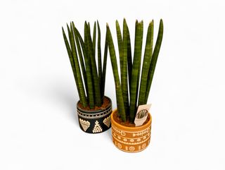 Sanseverija Cilindrična