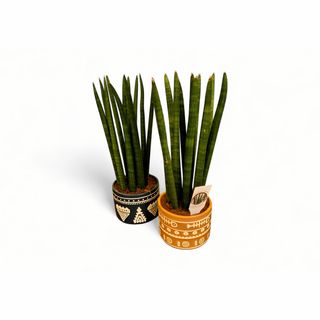 Sanseverija Cilindrična