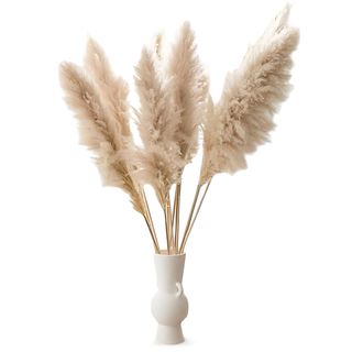 Kortaderia - Pampas Trava