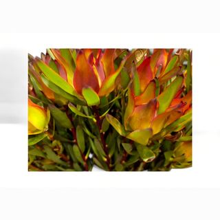 Leukadendron