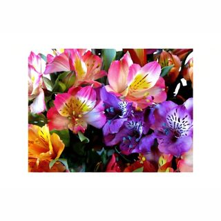 Alstromeria