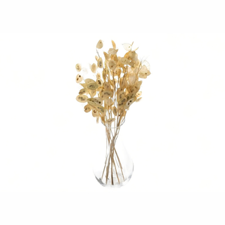 Lunaria - grana