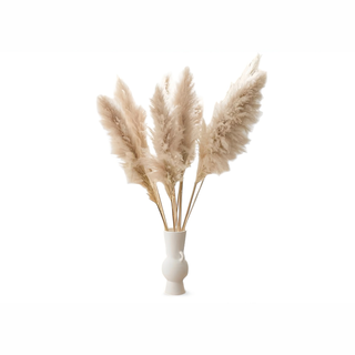 Kortaderia - Pampas Trava