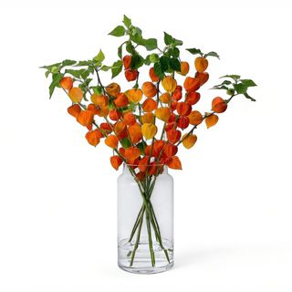 Physalis - Kineski Lampioni