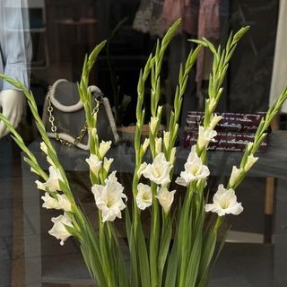 Gladiola - Made in Serbia