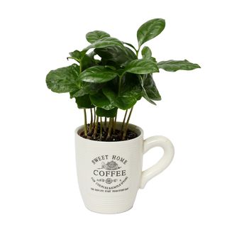 "Coffea arabica" - biljka kafa u keramičkoj šolja saksiji