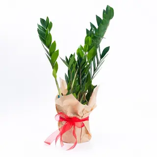 Zamioculcas - S