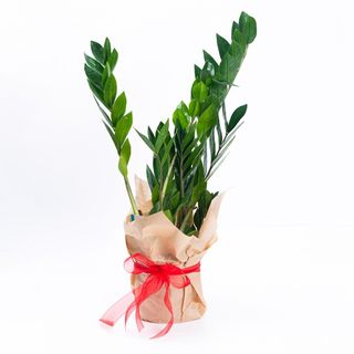 Zamioculcas - S