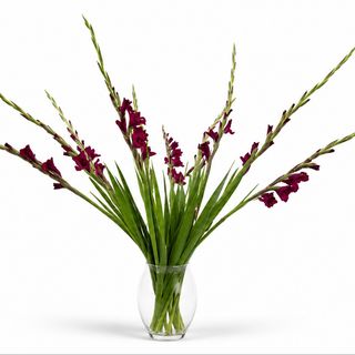 Gladiola - LJUBIČASTA